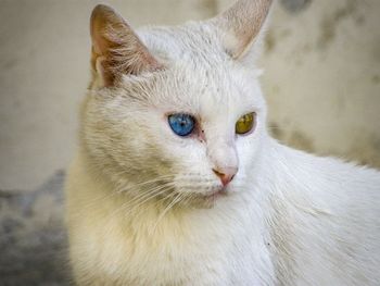 Close-up of a cat looking away