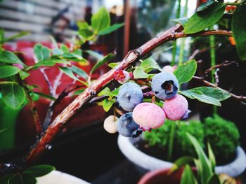 Close-up of berries on plant