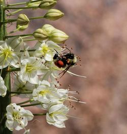 Close-up of bee on white flower