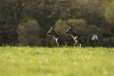 Deer on field