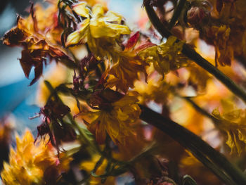 Close-up of yellow flowering plant