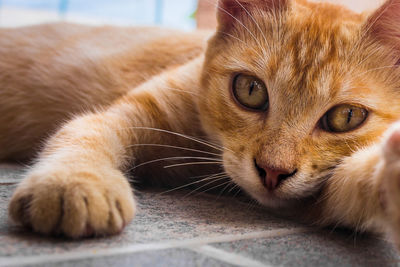 Close-up portrait of ginger cat