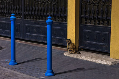 Cat sitting on railing by footpath