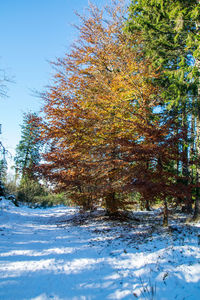 Trees on snow covered field during autumn