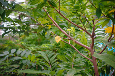 plant