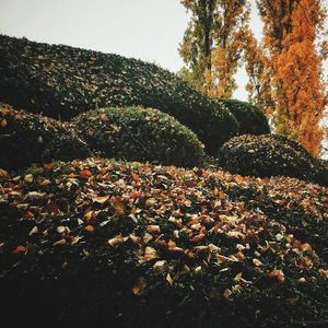 Plants growing on tree