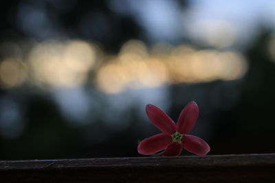 Close-up of pink flowering plant against blurred background