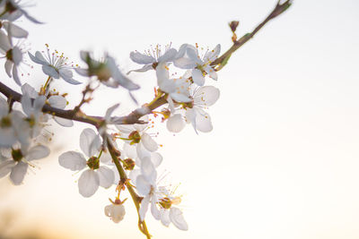 Beautiful white plum tree flowers blossoming during the spring.