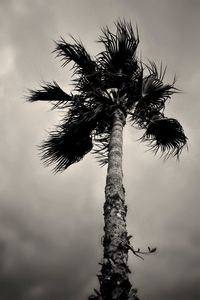 palm tree