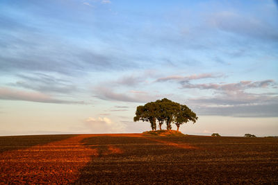 Tree on field against sky during sunset