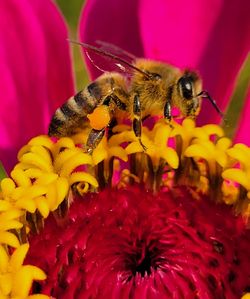 Close-up of bee pollinating on pink flower