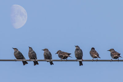 Low angle view of birds perching on blue sky