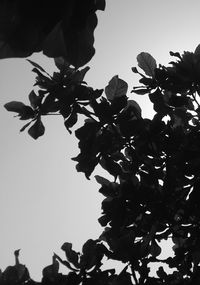 Low angle view of leaves against clear sky