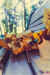 Close-up of cat on leaves