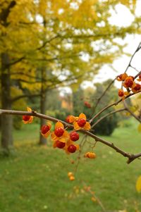 Close-up of red berries on tree