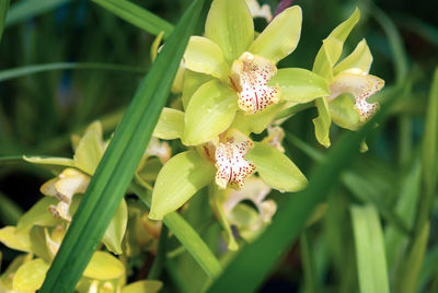 Close-up of purple flowering plant