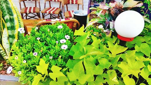 High angle view of potted plants