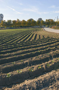 Scenic view of agricultural field against sky