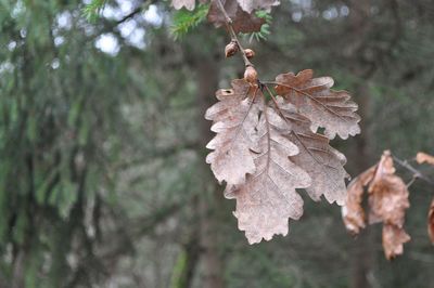 Close-up of dry leaves on tree