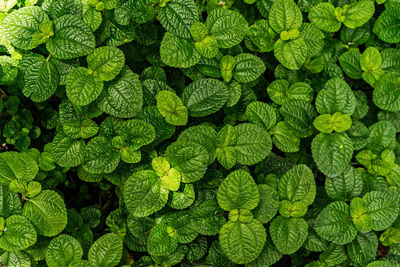 Full frame shot of green leaves