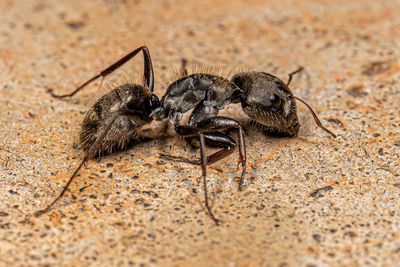 Close-up of insect