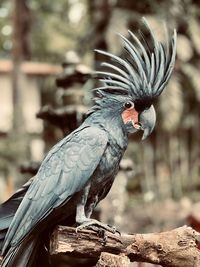 Black palm cockatoo 