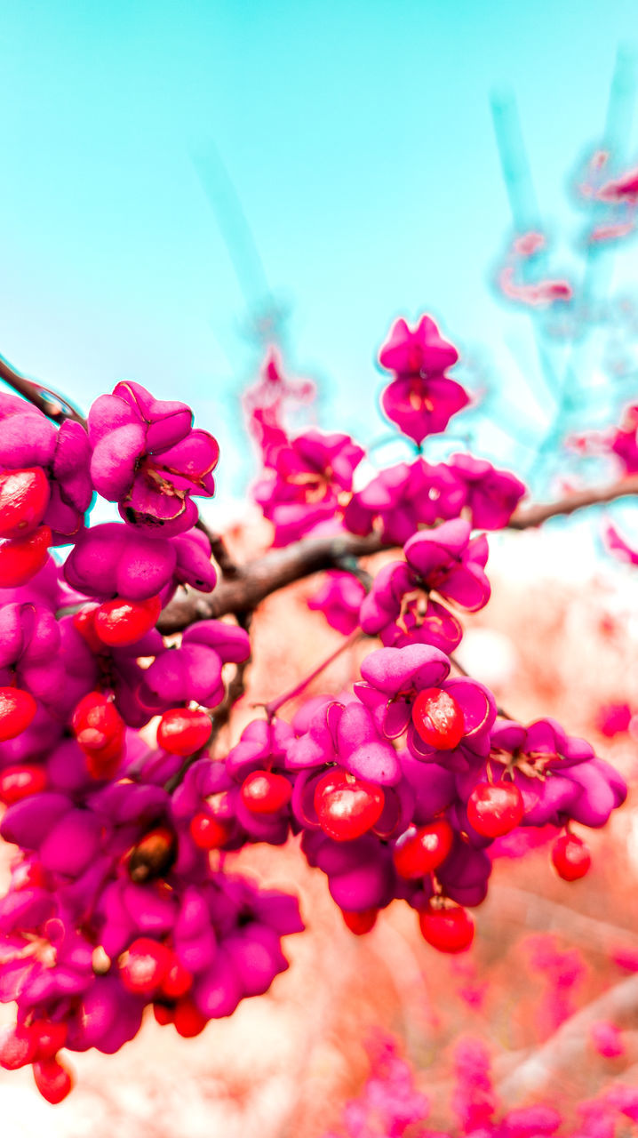 plant, freshness, blossom, flower, pink, flowering plant, nature, beauty in nature, macro photography, petal, tree, growth, red, branch, close-up, no people, food and drink, food, produce, springtime, fruit, outdoors, spring, sky, fragility, selective focus, day, focus on foreground, leaf, vibrant color, healthy eating