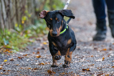 Portrait of dog standing on field