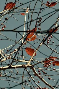 Low angle view of tree against sky