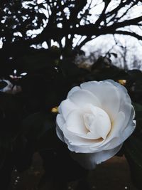 Close-up of white rose blooming outdoors