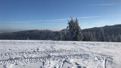 Trees on field against blue sky during winter