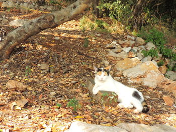 Portrait of cat sitting on autumn leaves