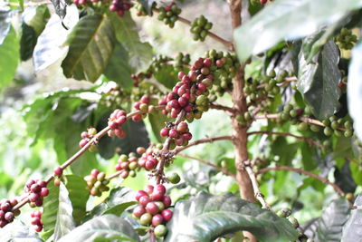 Low angle view of berries growing on tree