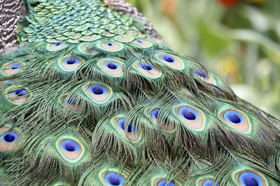 Close-up of peacock