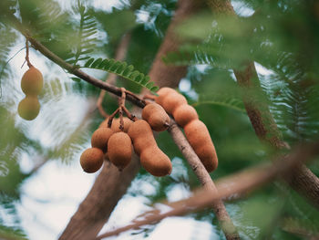 Ripe tamarind fruit hanging on tamarind tree branches with small leaves