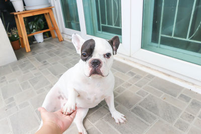 Portrait of dog with hands