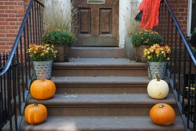 Potted plants and pumpkins on staircase outside house