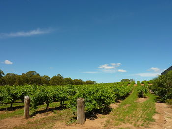 Plants growing on field against sky