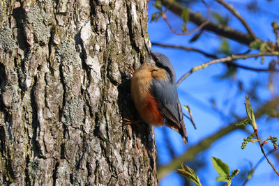 Low angle view of bird perching on tree