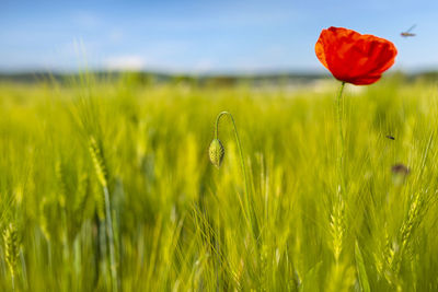 Undeveloped common poppy growing in a wheat field, in the background a poppy flower and field.