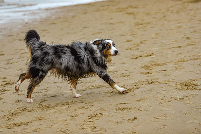 Brown dog running on beach