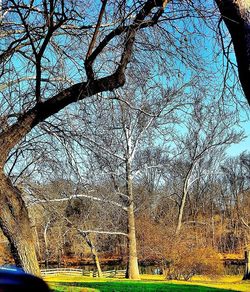 Bare trees against sky