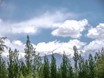 Low angle view of pine trees against sky