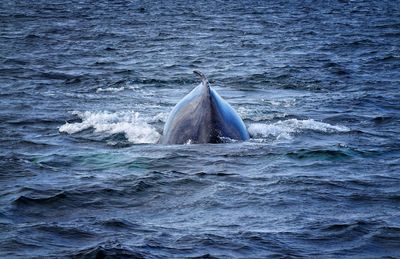 Dorsal whale back