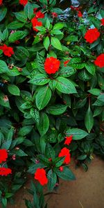 High angle view of red flowering plant