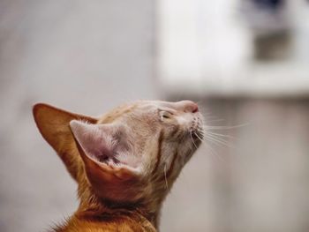 Close-up of a cat looking away