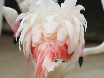 Close-up of bird perching outdoors