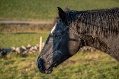 Close-up of a horse on field