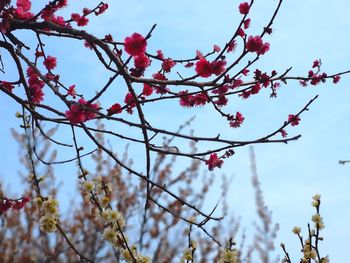 Low angle view of cherry blossoms against sky