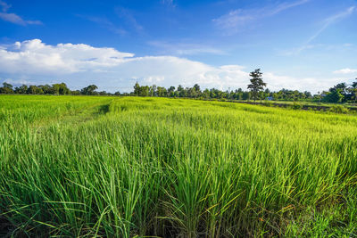 Scenic view of agricultural field against sky